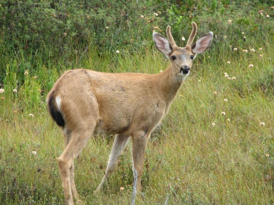 Deer in grassland