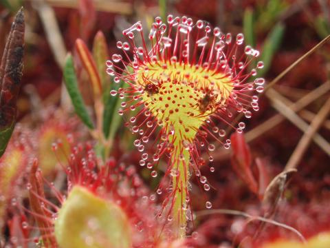 Sundew plant